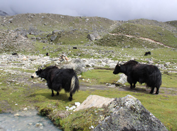 Everest Base Camp Trek