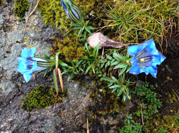 Helambu Valley Trek