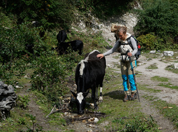 Manaslu Rupina La Trek